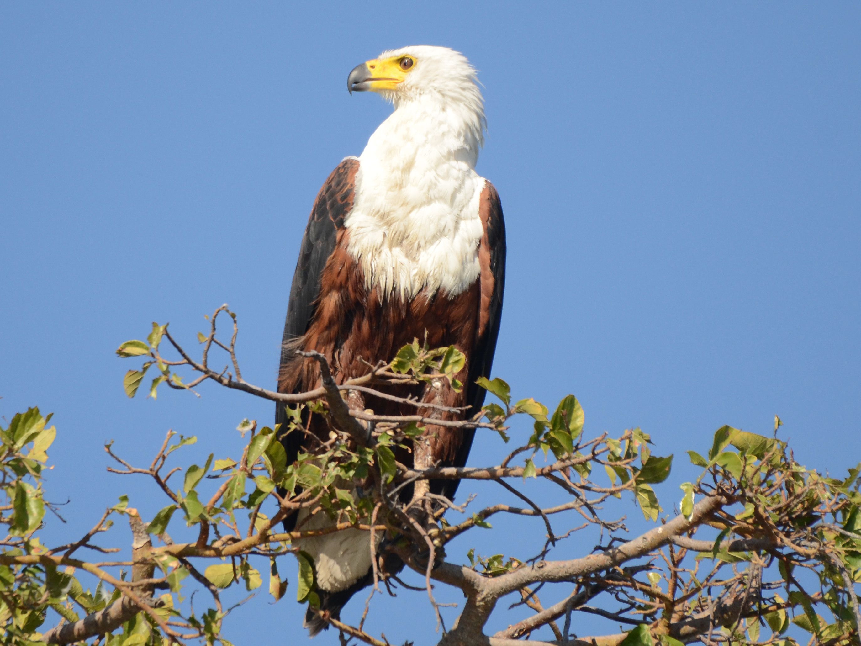Click picture to see more African Fish-Eagles.