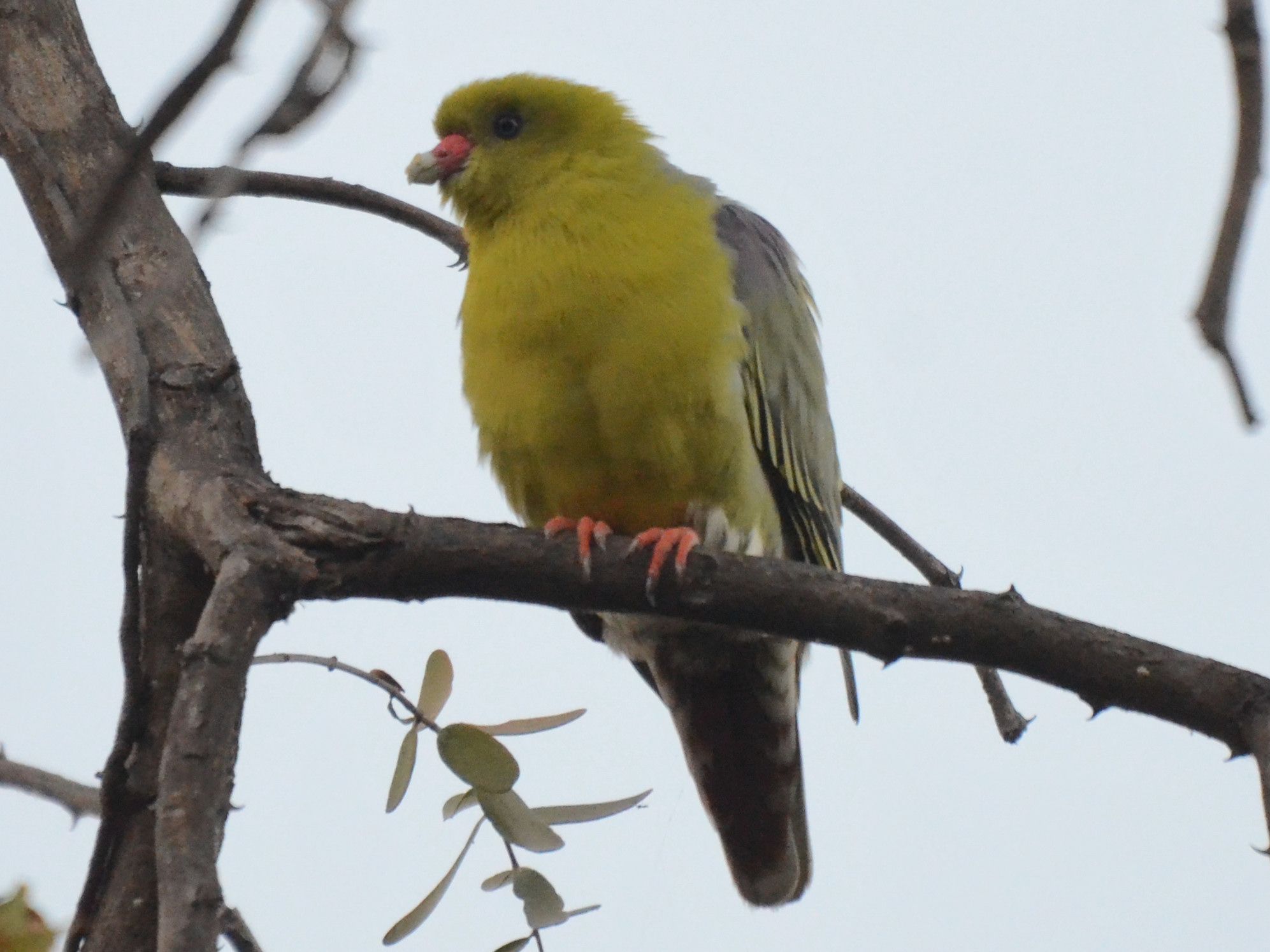Click picture to see more African Green-Pigeons.