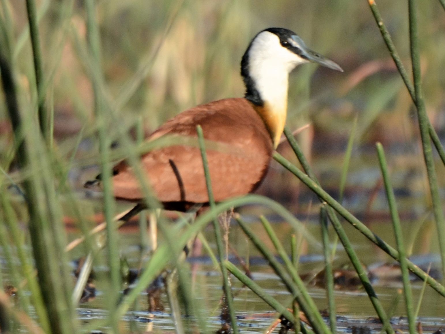 Click picture to see more African Jacanas.
