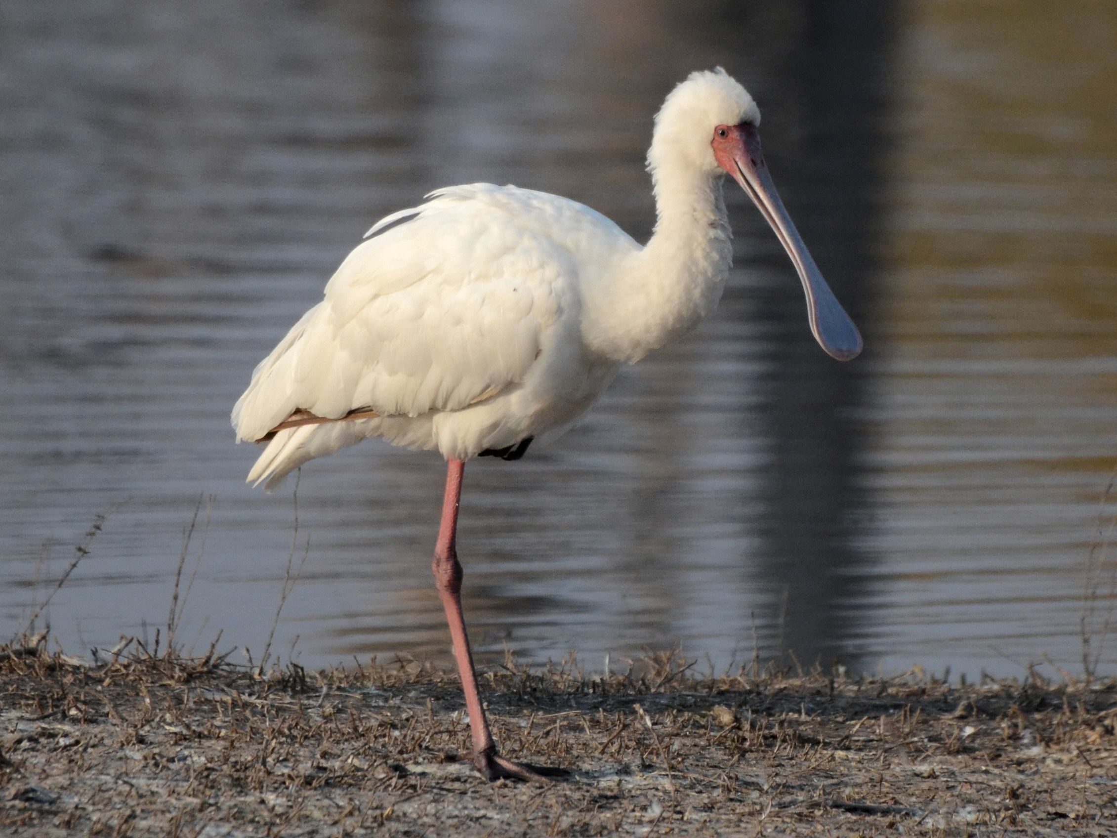 Click picture to see more African Spoonbills.