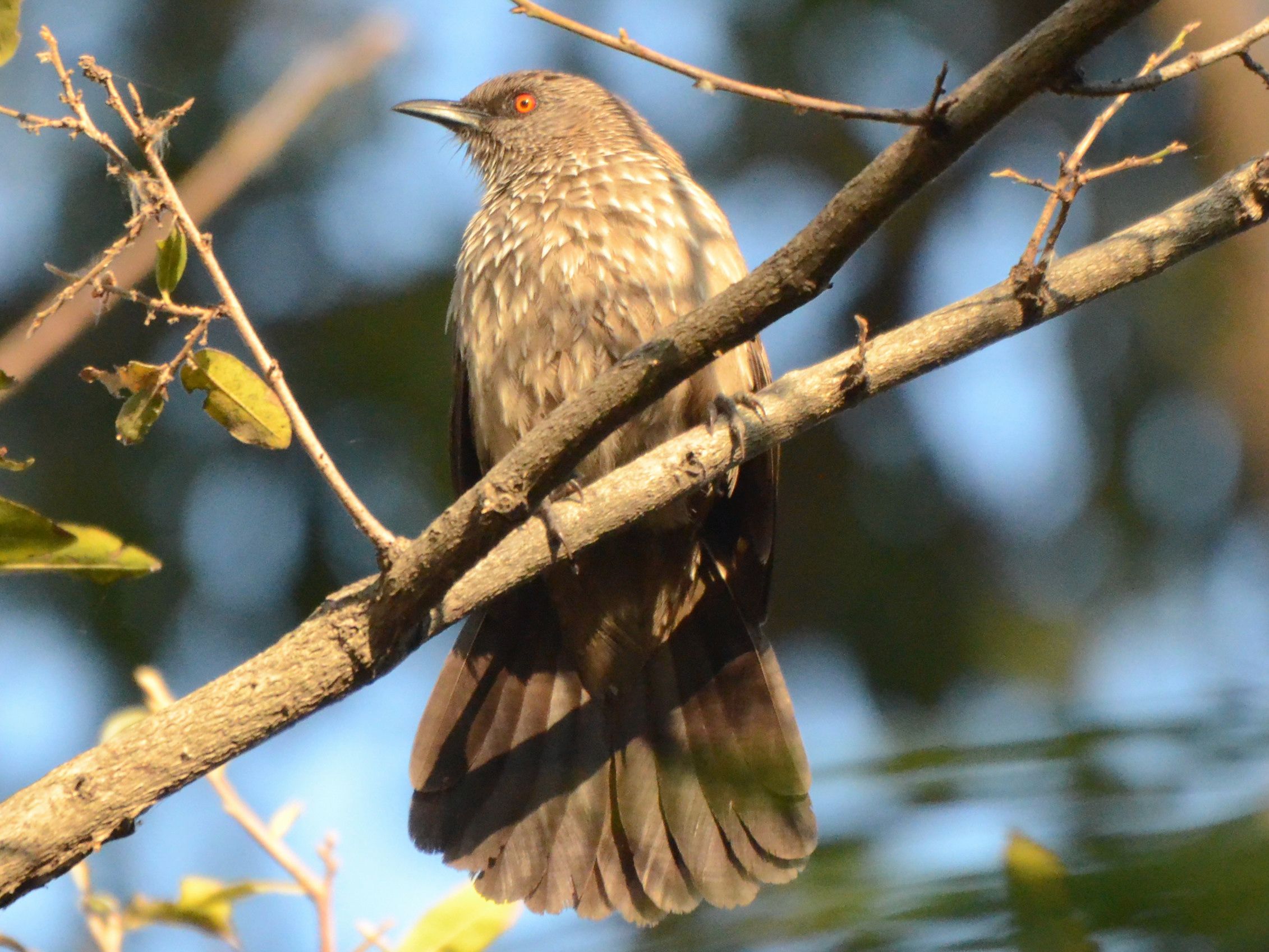 Click picture to see more Arrow-marked Babblers.