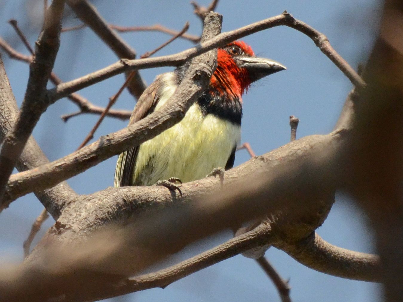 Click picture to see more Black-collared Barbets.