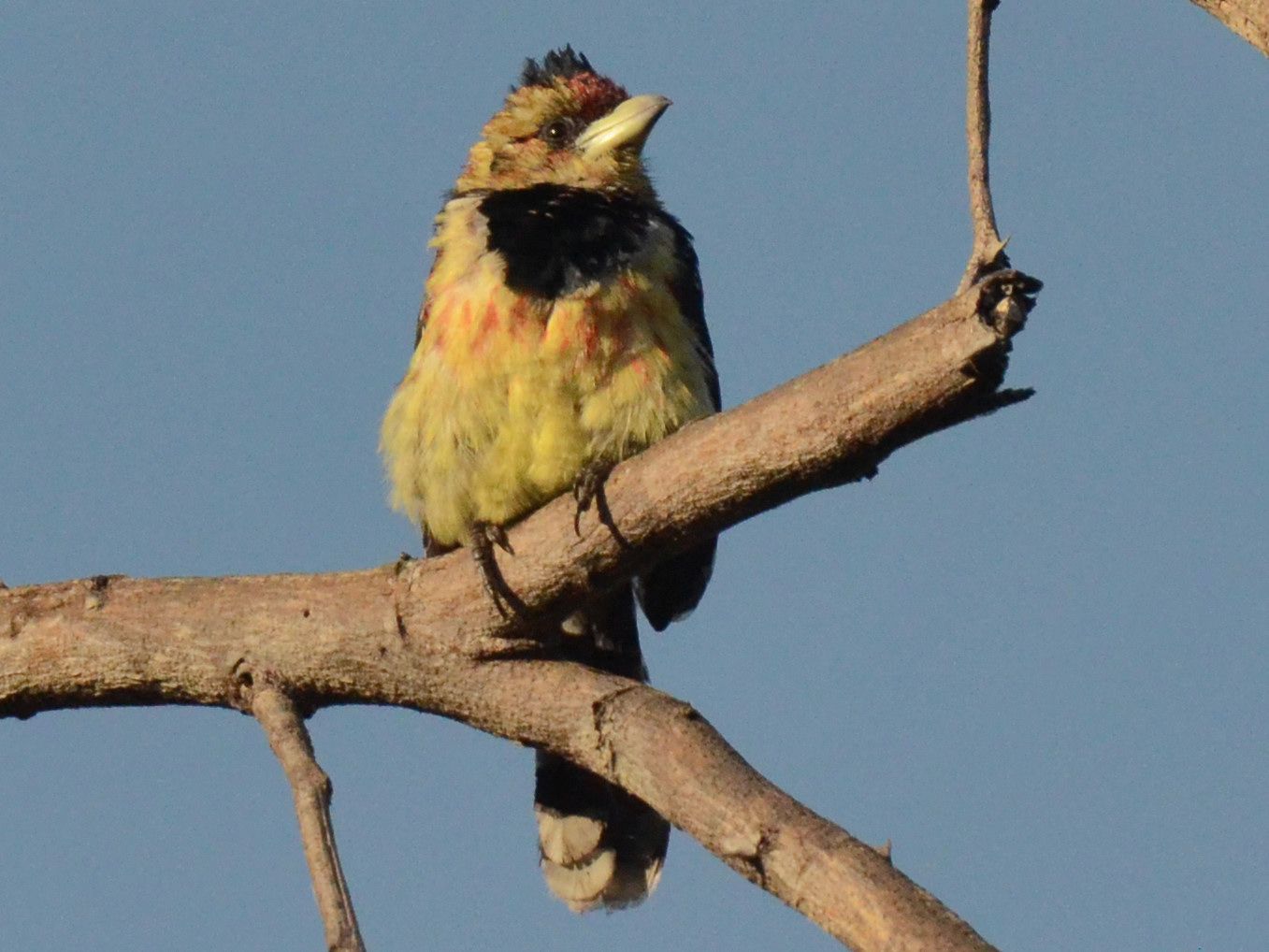 Click picture to see more Crested Barbets.
