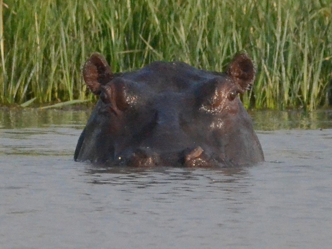 Click picture to see more Fauna  Hippopotamuss.