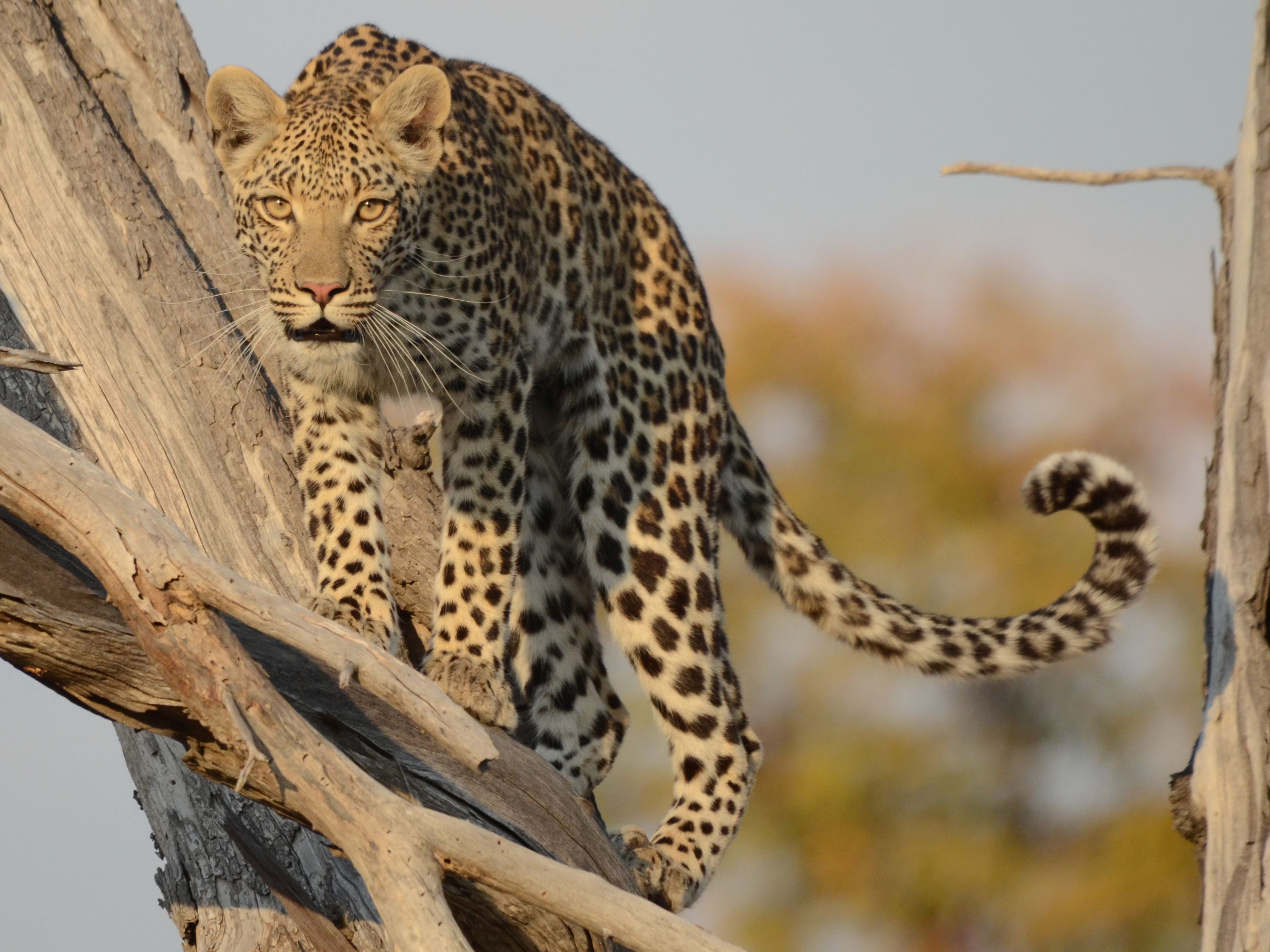 Click picture to see more Fauna  Leopards.