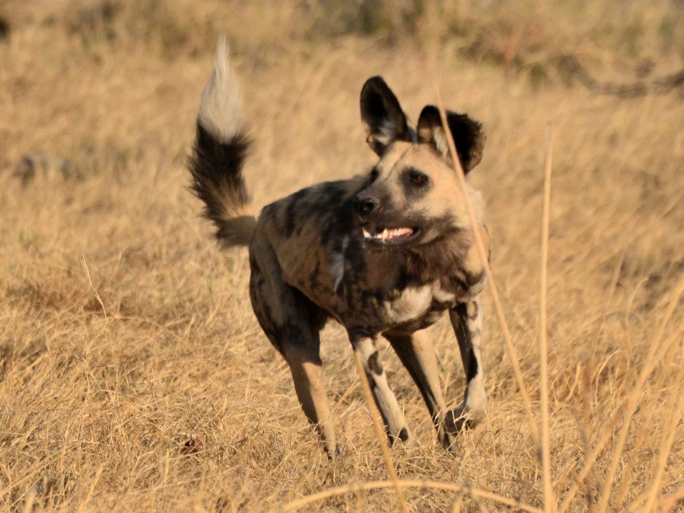Click picture to see more Fauna  Wild Dogs.