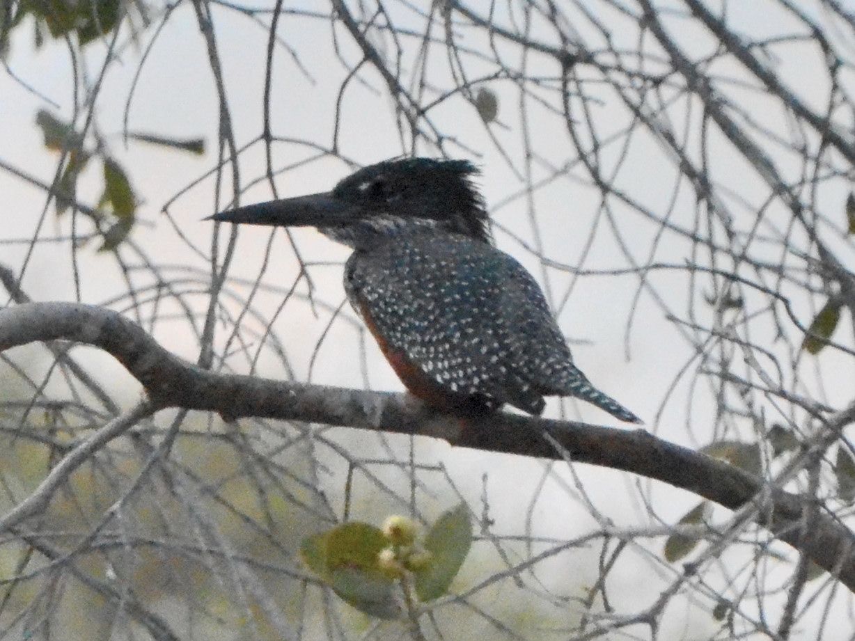 Click picture to see more Giant Kingfishers.