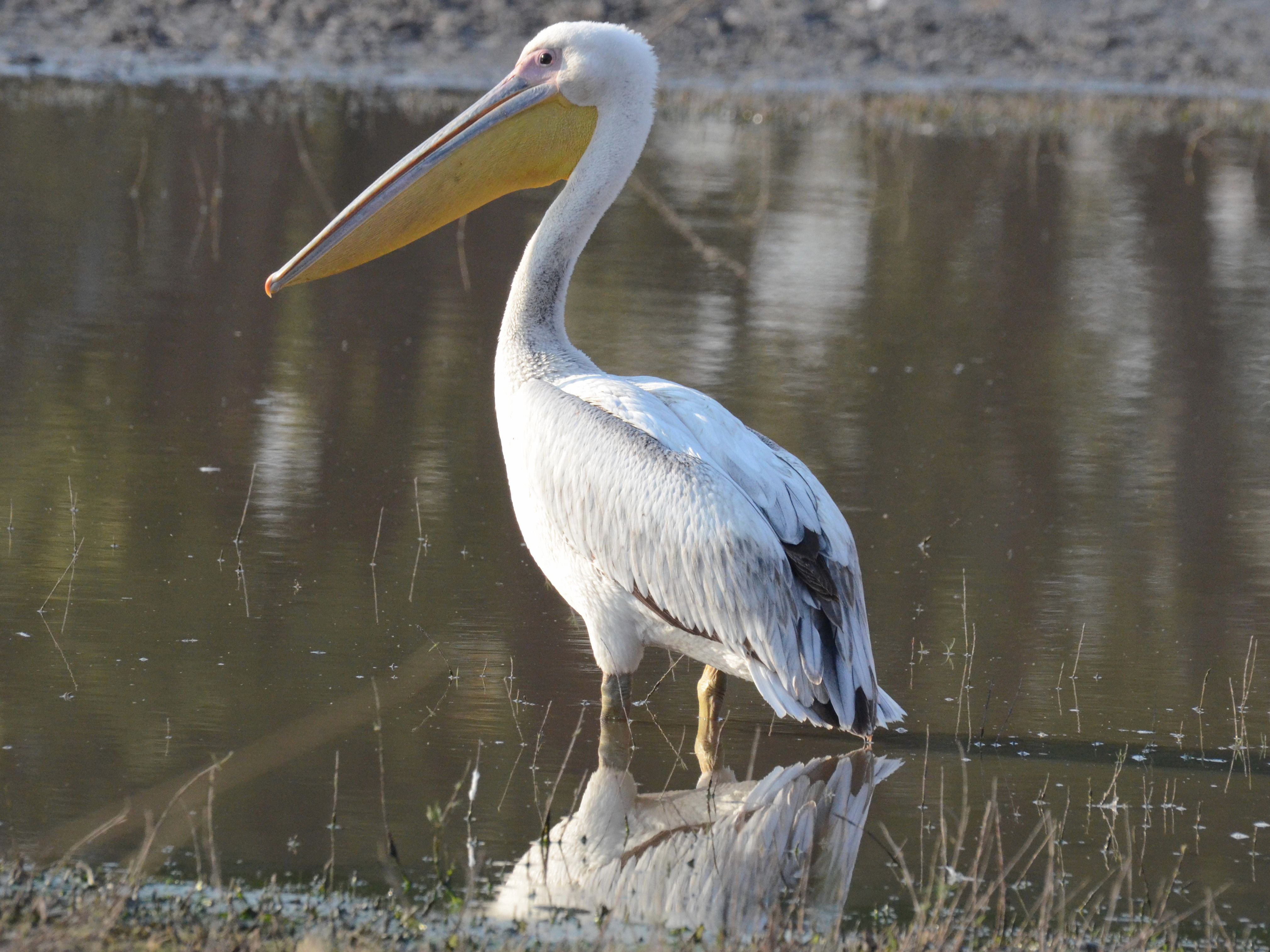 Click picture to see more Great White Pelicans.