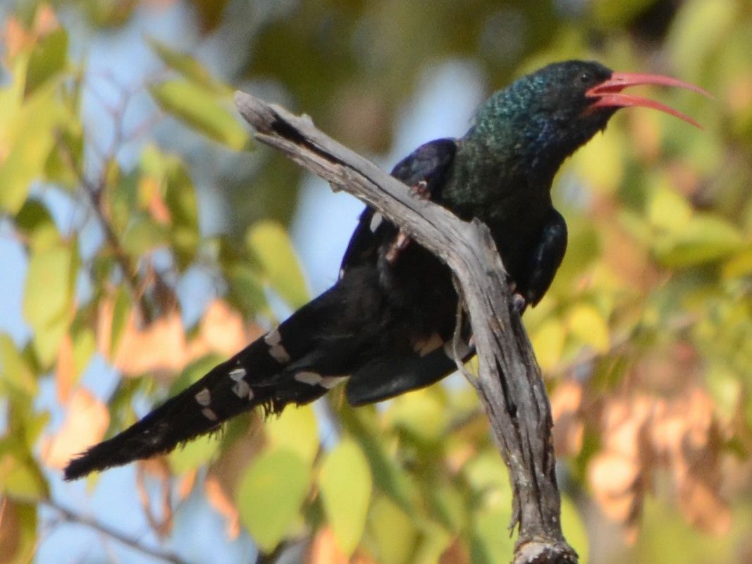Click picture to see more Green (Red-billed) Wood Hoopoes.