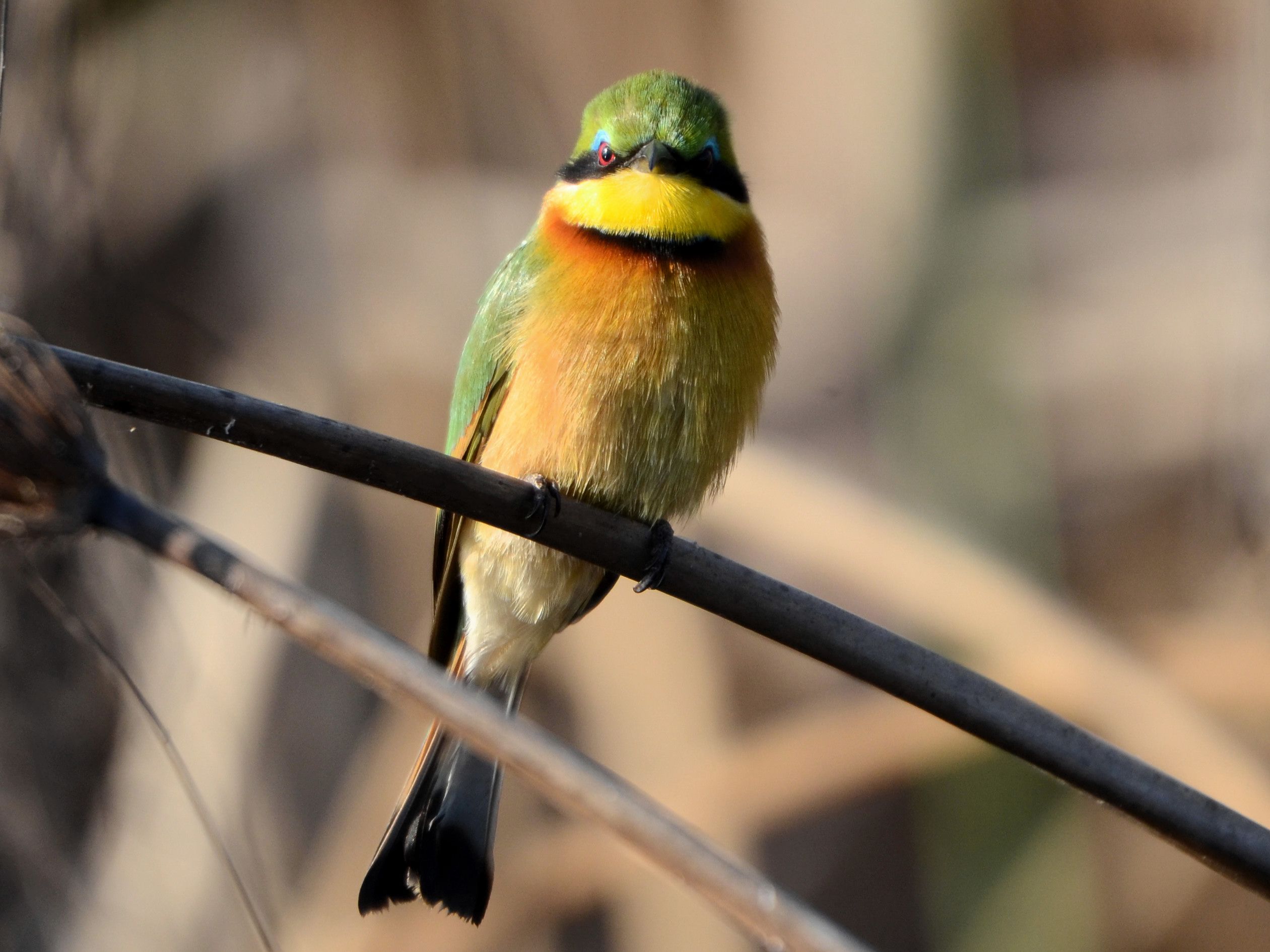 Click picture to see more Little Bee-eaters.