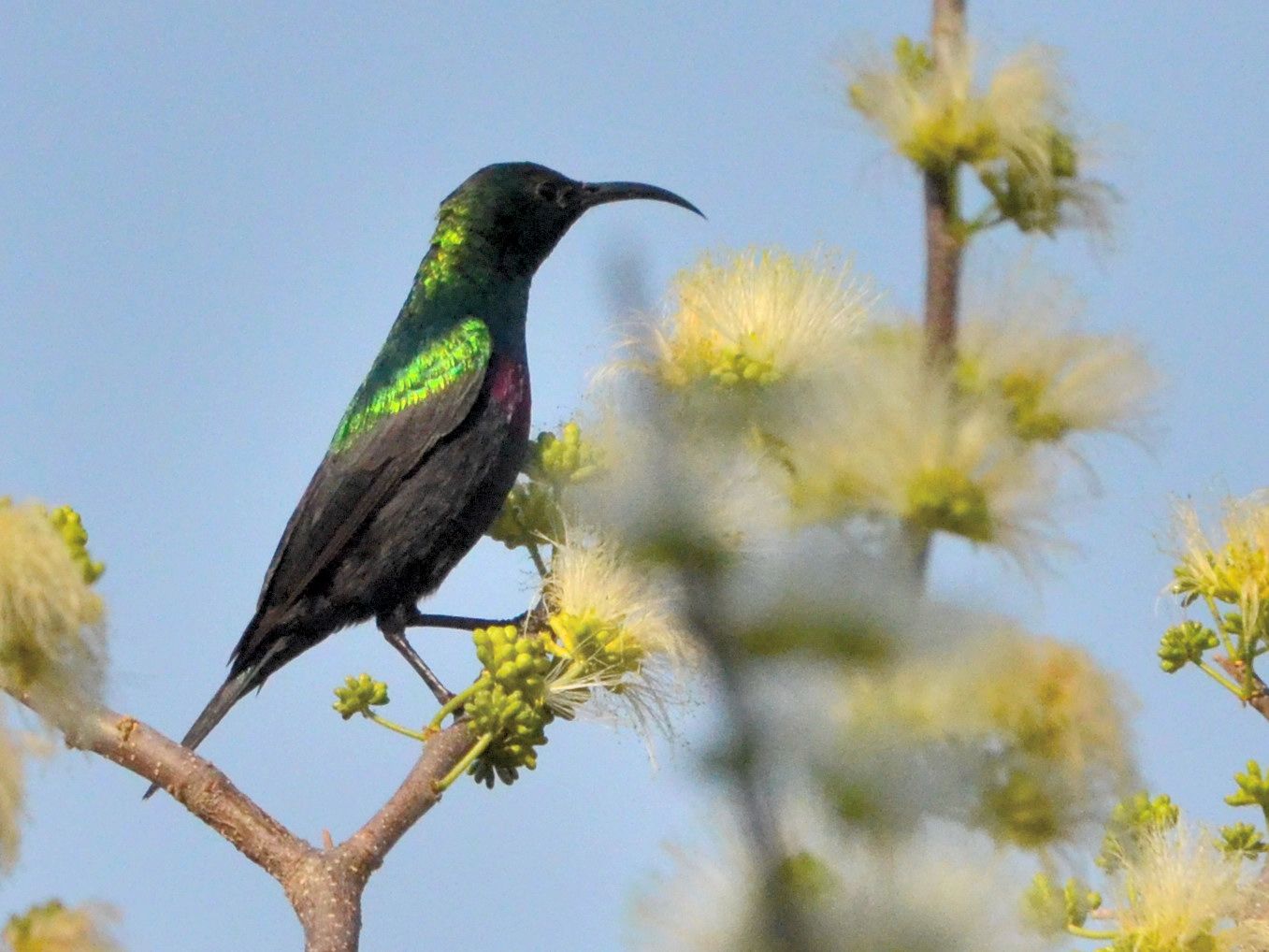 Click picture to see more Marico Sunbirds.