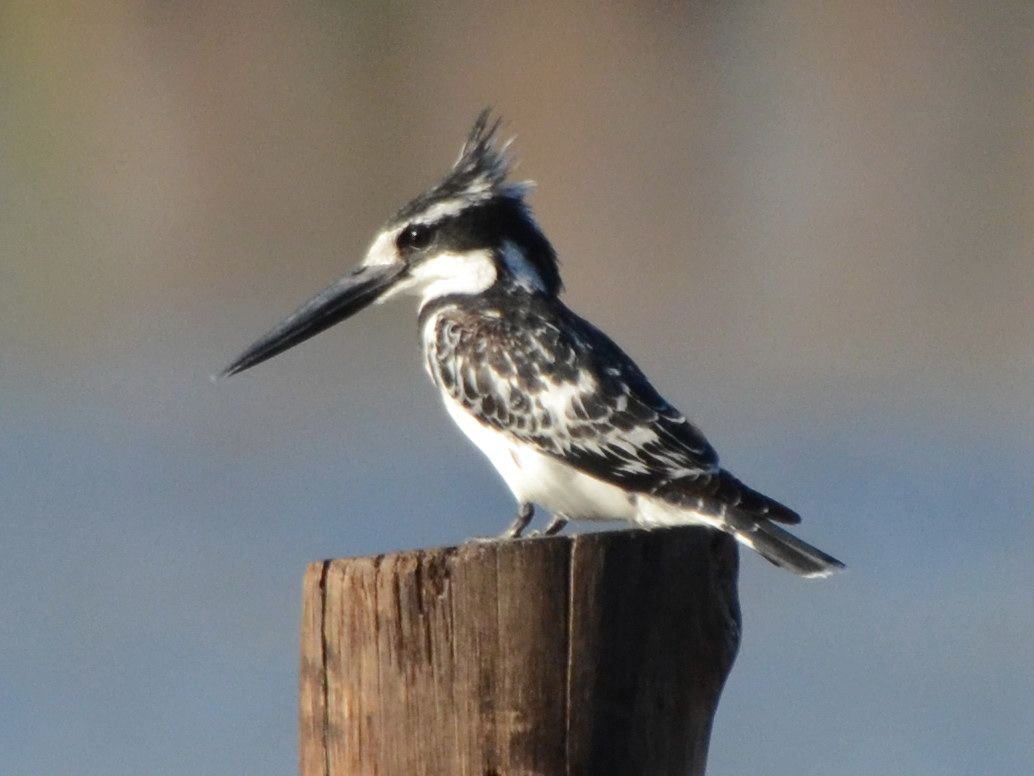 Click picture to see more Pied Kingfishers.