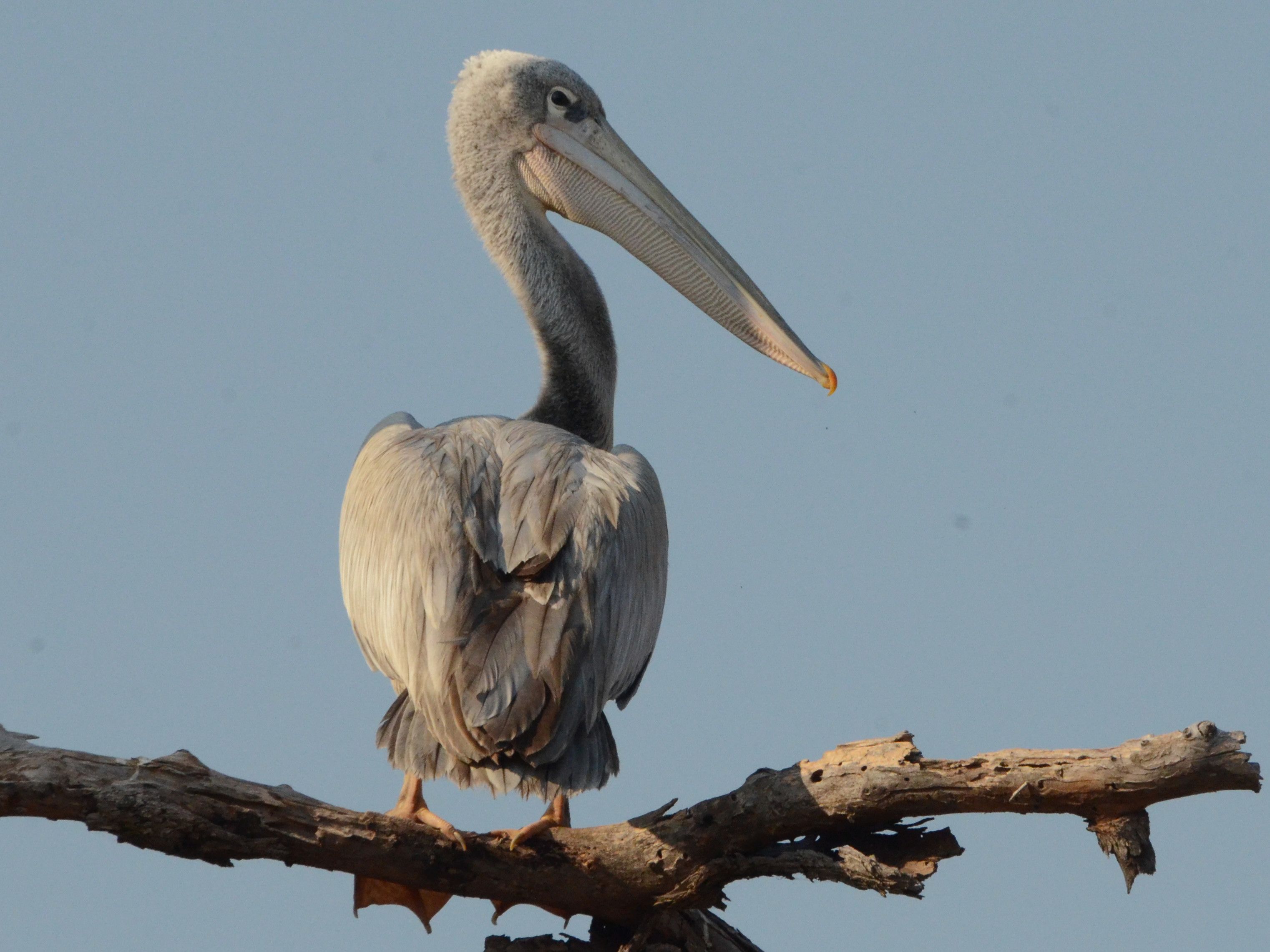 Click picture to see more Pink-backed Pelicans.