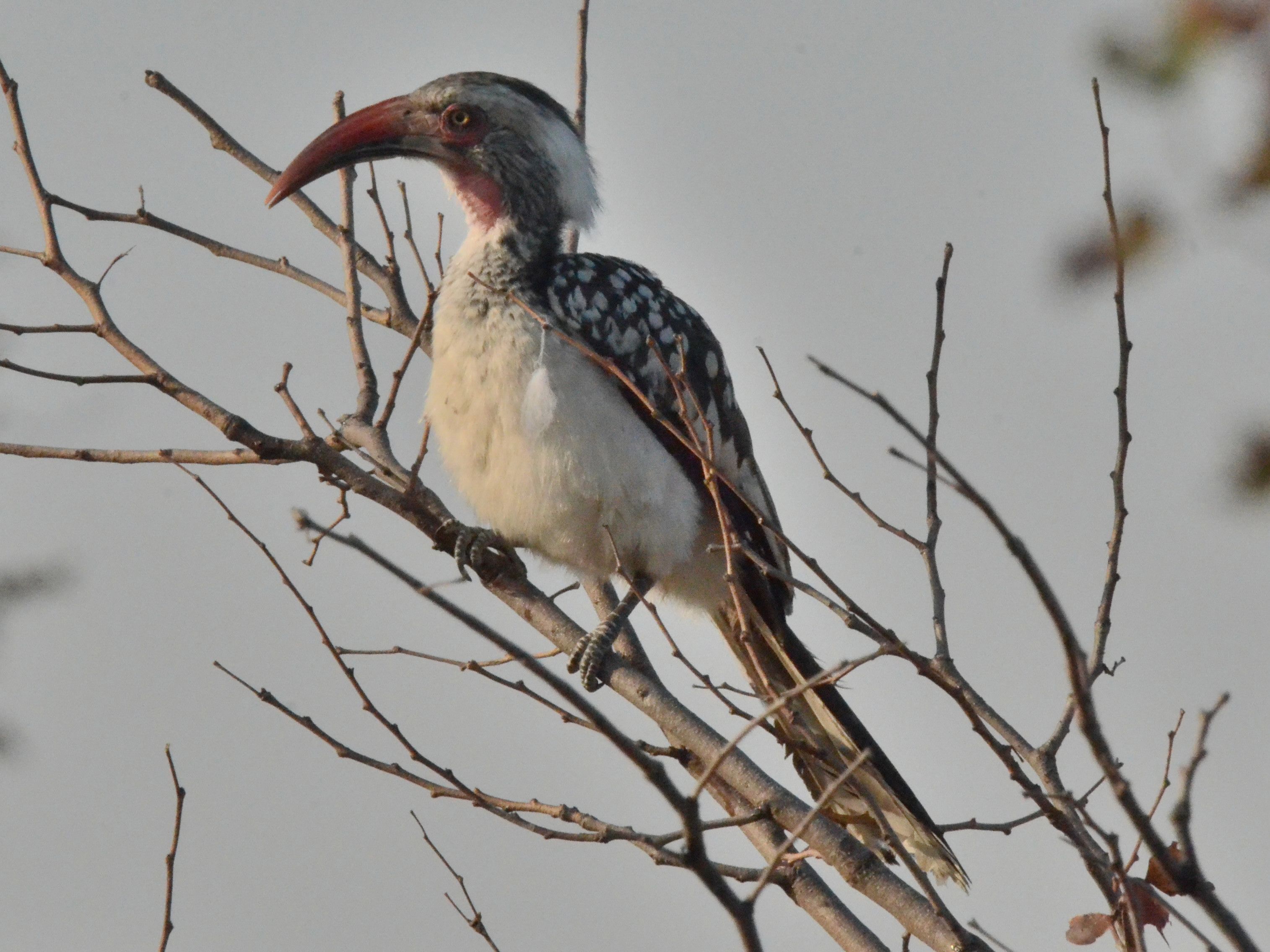 Click picture to see more Red-billed Hornbills.