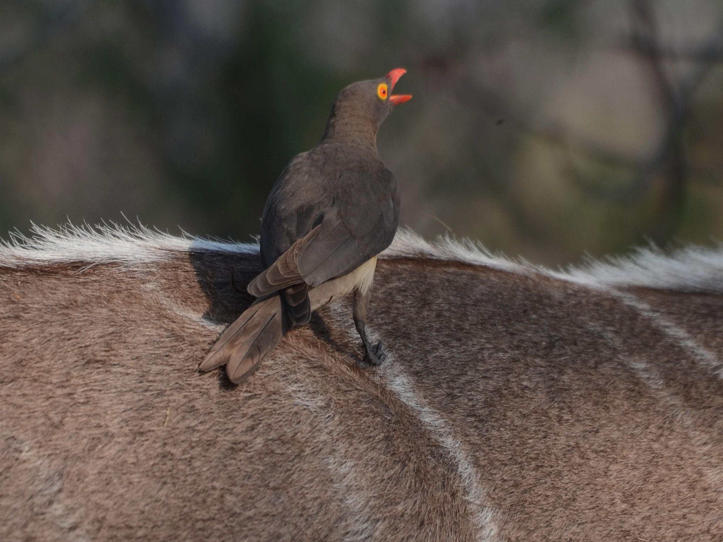 Click picture to see more Red-billed Oxpeckers.