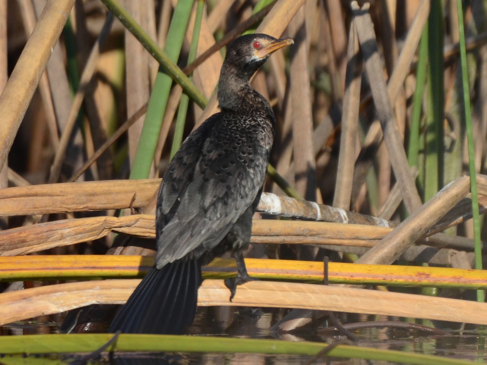 Click picture to see more Reed Cormorants.