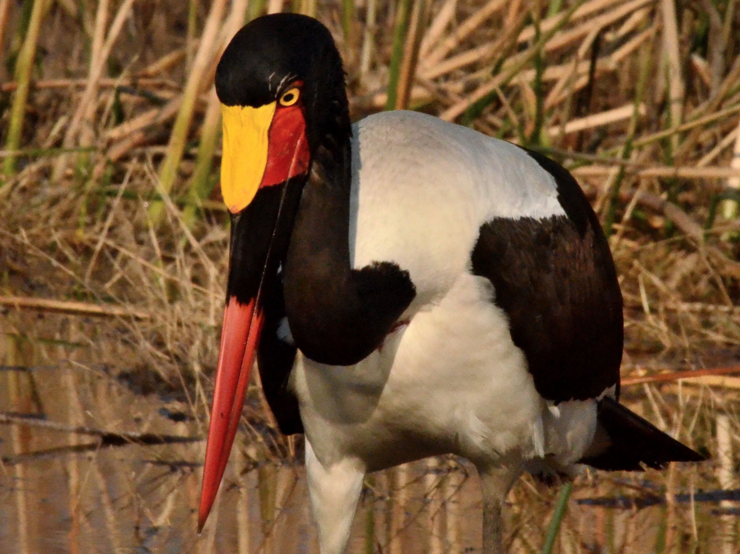 Click picture to see more Saddle-billed Storks.