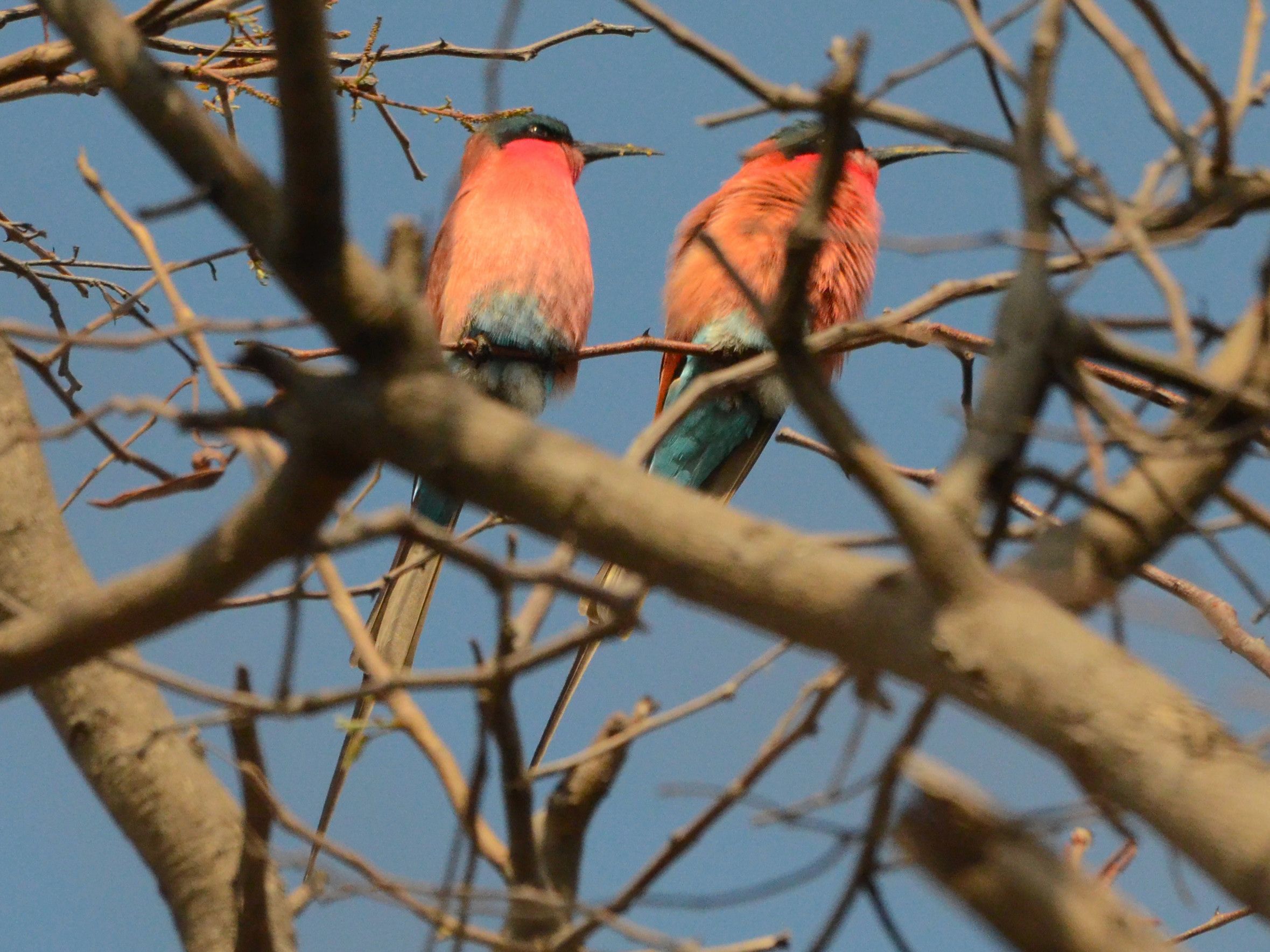 Click picture to see more Southern Carmine Bee-eaters.
