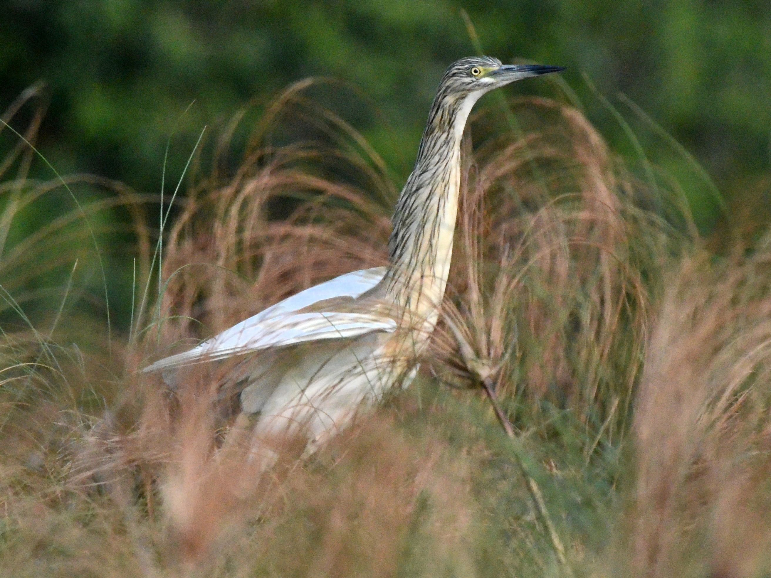 Click picture to see more Squacco Herons.