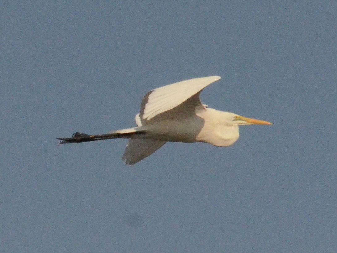 Click picture to see more Western Great Egrets.