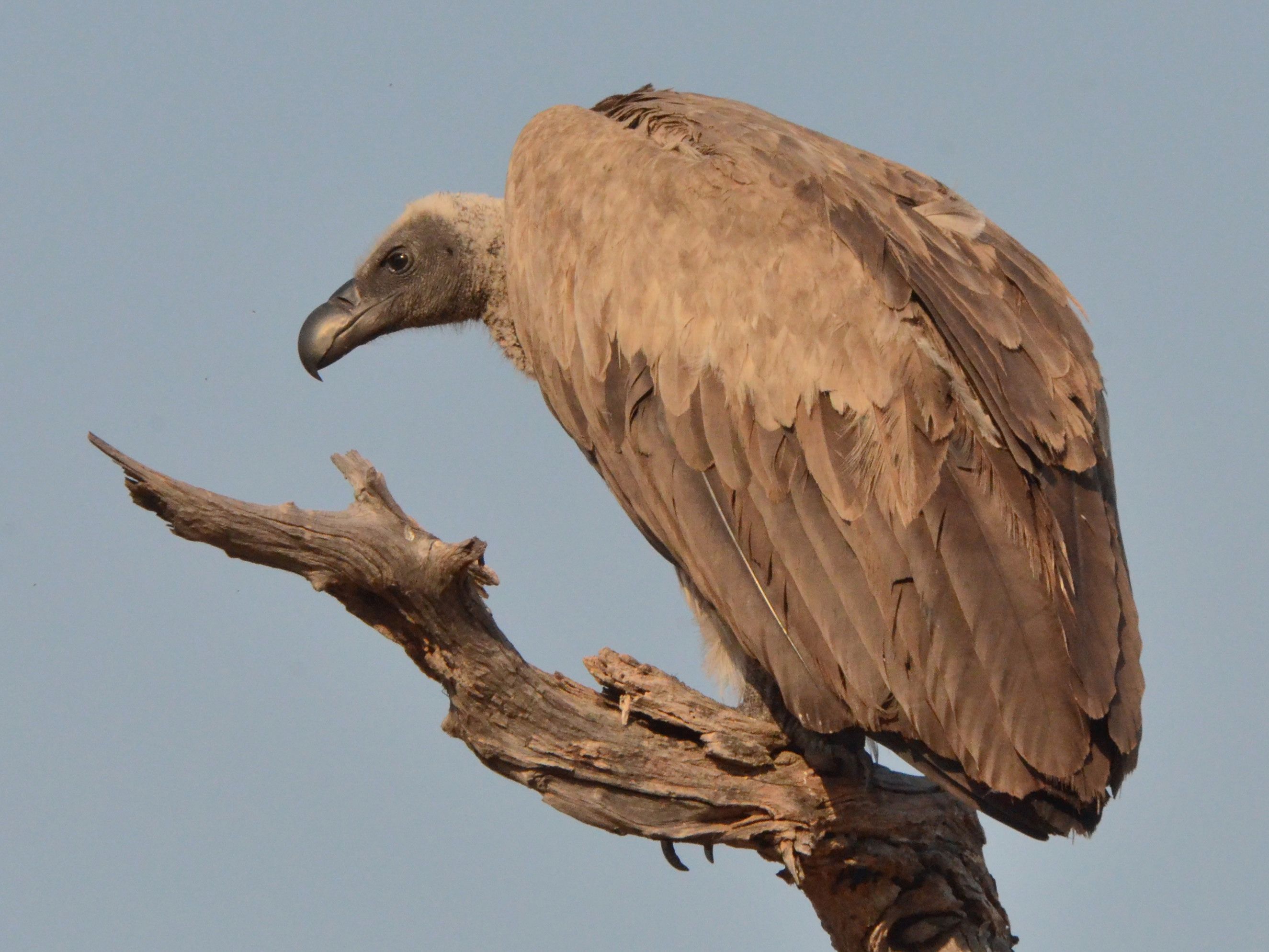 Click picture to see more White-backed Vultures.