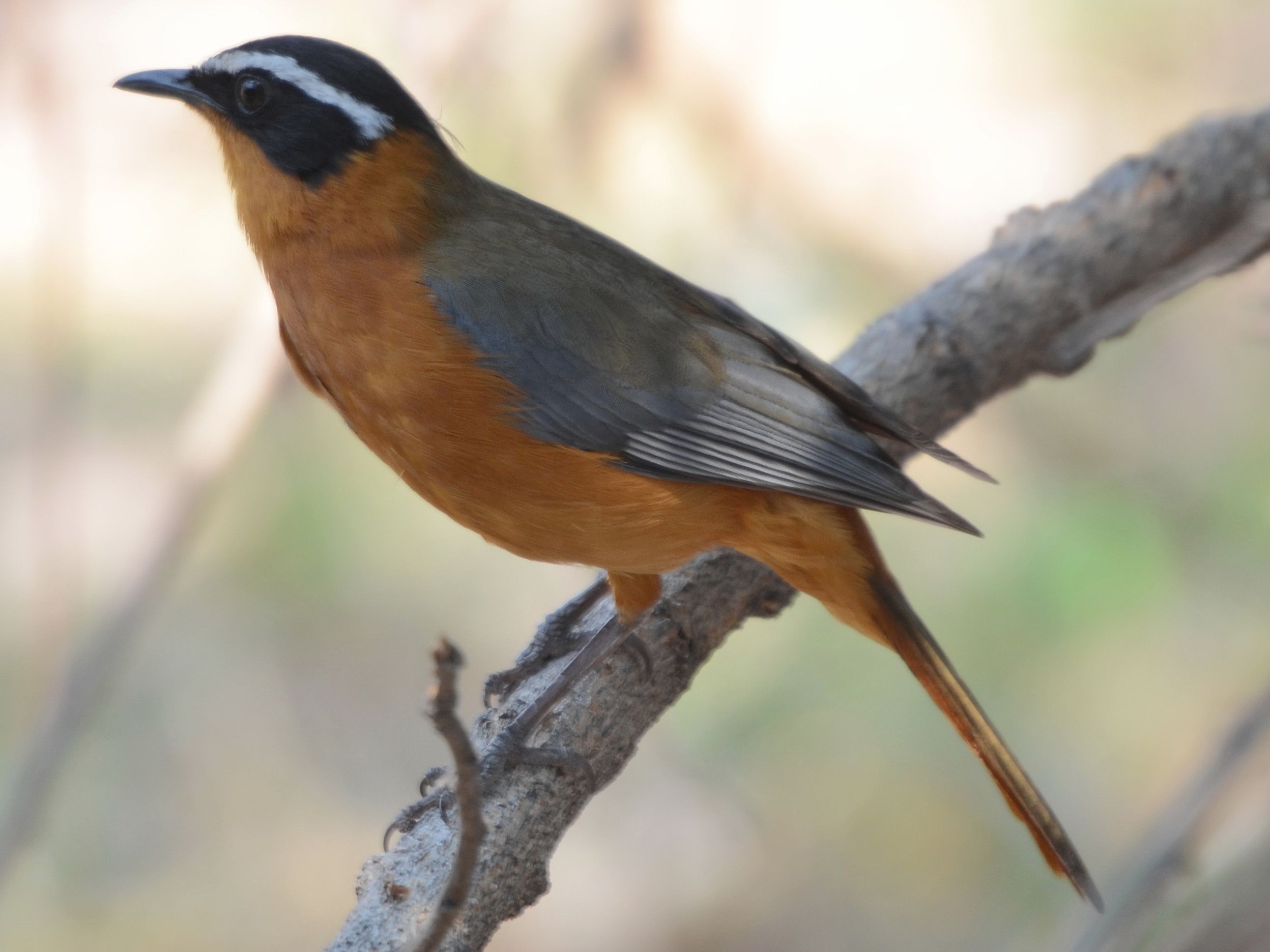 Click picture to see more White-browed Robin-Chats.
