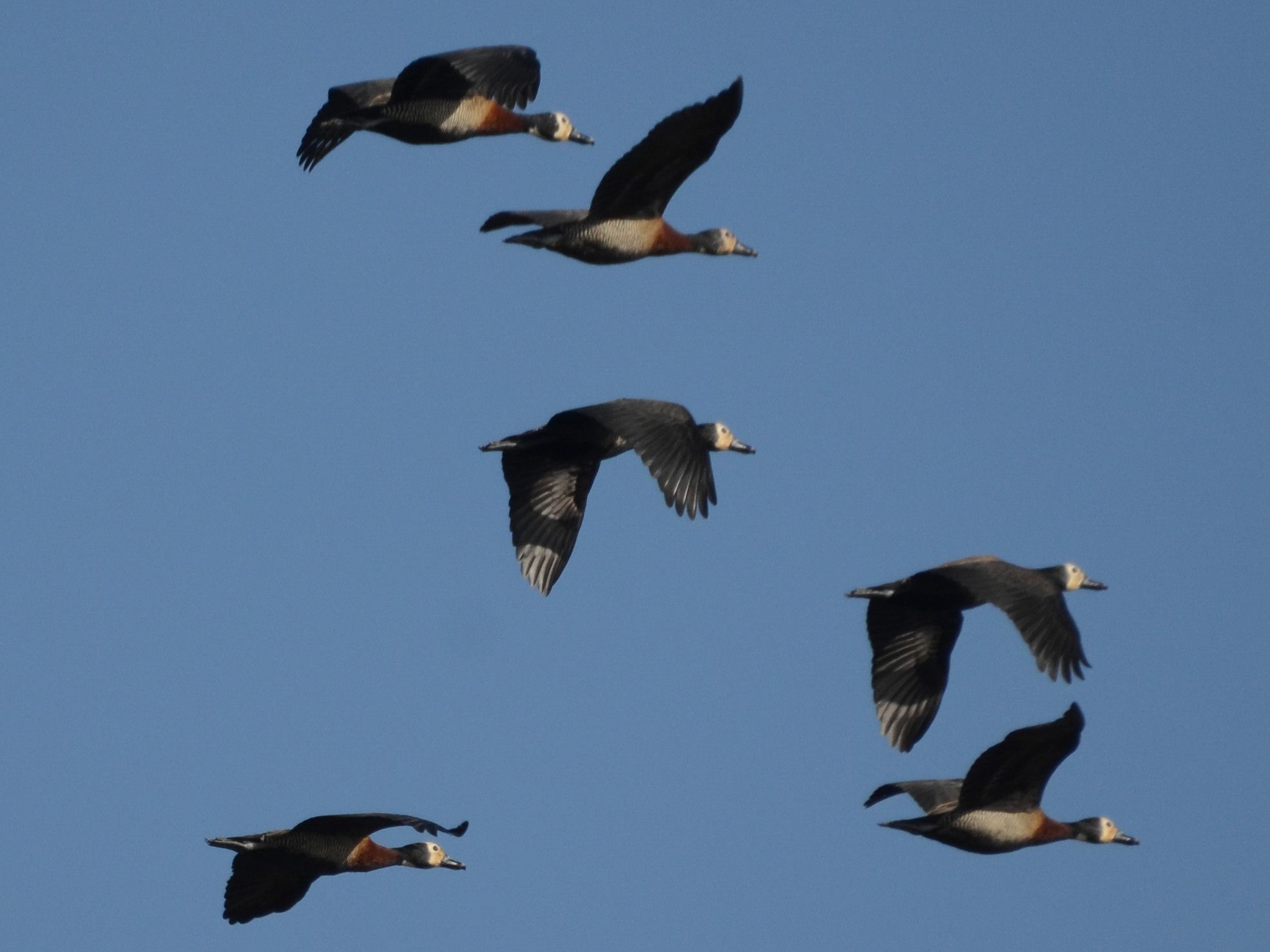 Click picture to see more White-faced Whistling-Ducks.