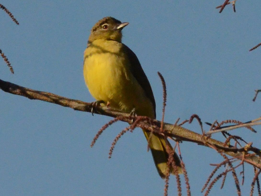 Click picture to see more Yellow-bellied Greenbuls.