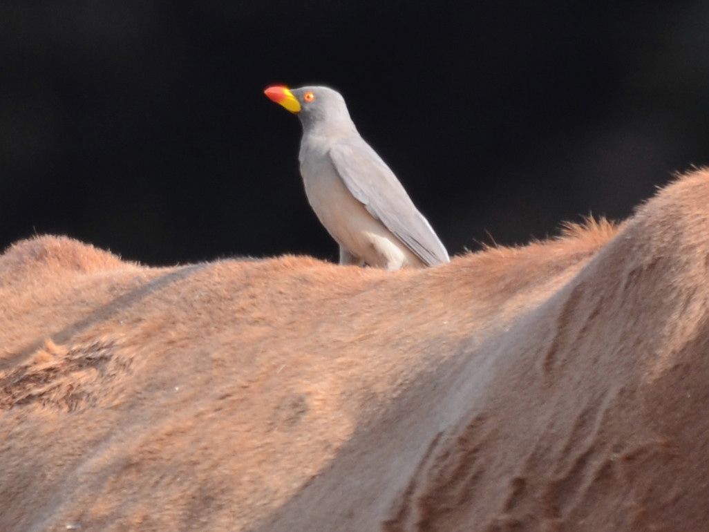 Click picture to see more Yellow-billed Oxpeckers.