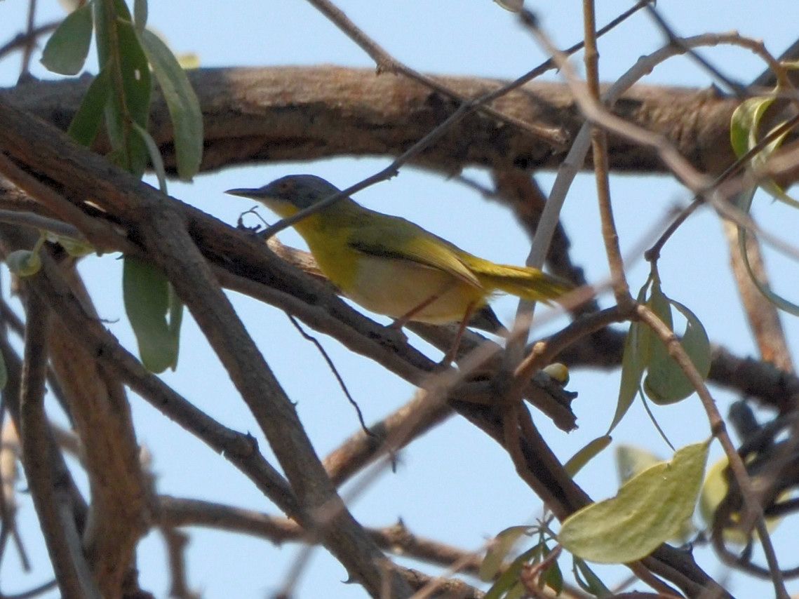 Click picture to see more Yellow-breasted Apaliss.