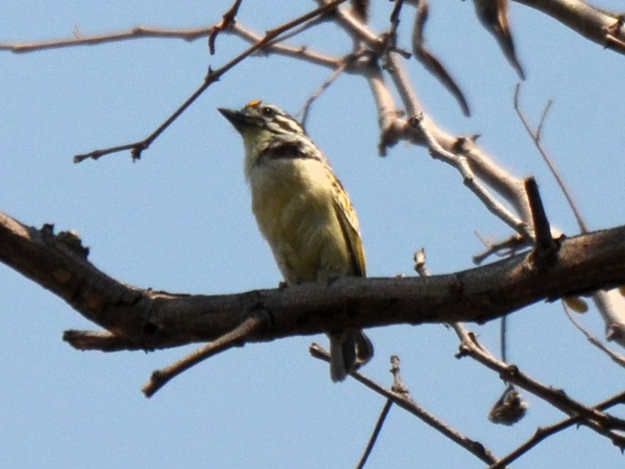 Click picture to see more Yellow-fronted Tinkerbirds.