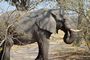 African Elephant - Xakanaxa