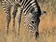 Common (Burchell's) Zebra