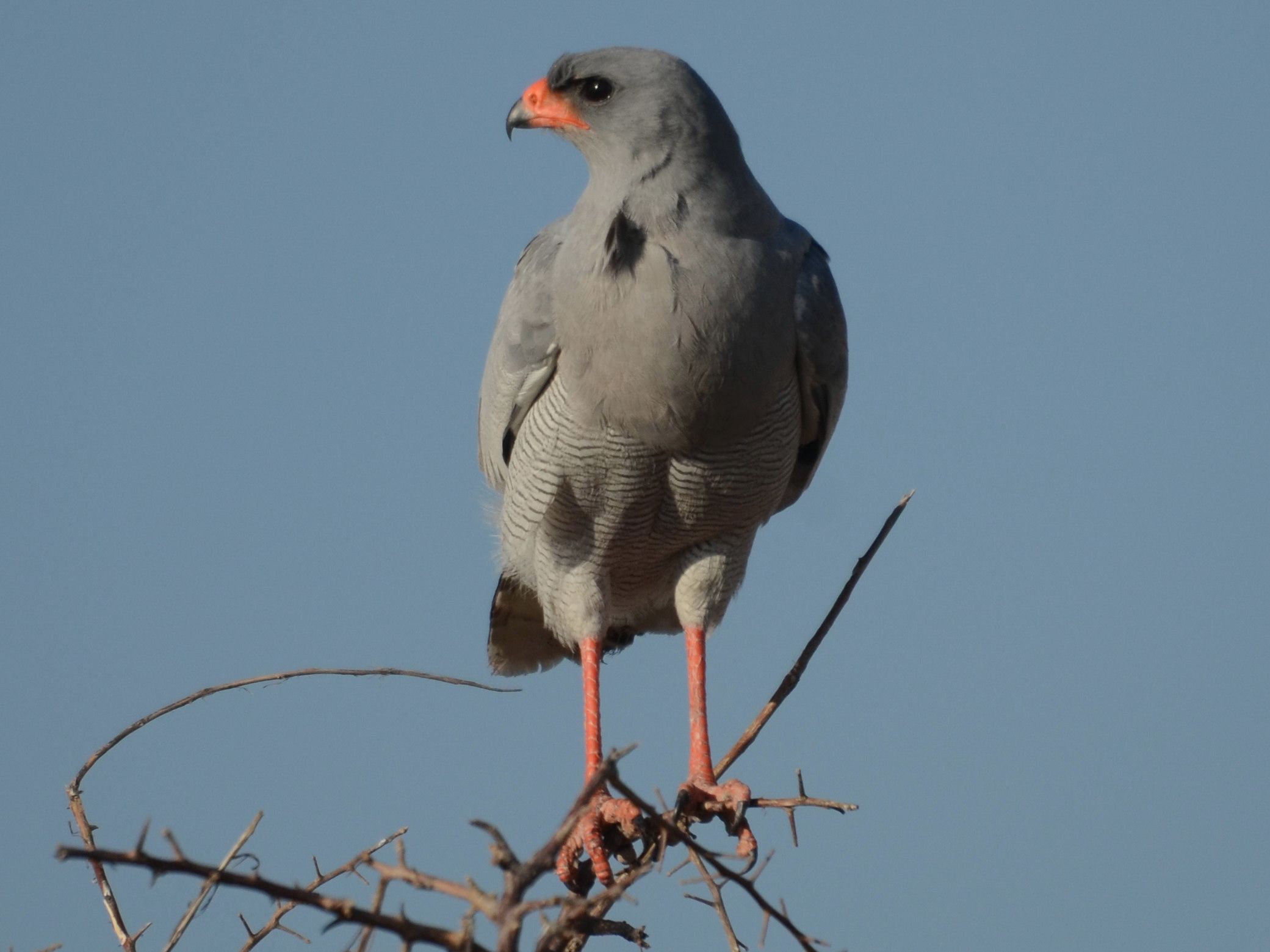 Click picture to see more (Southern) Pale Chanting-Goshawks.