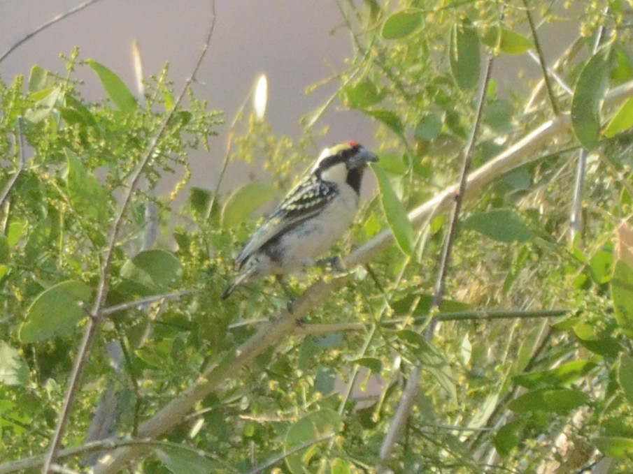 Click picture to see more Acacia Pied Barbets.