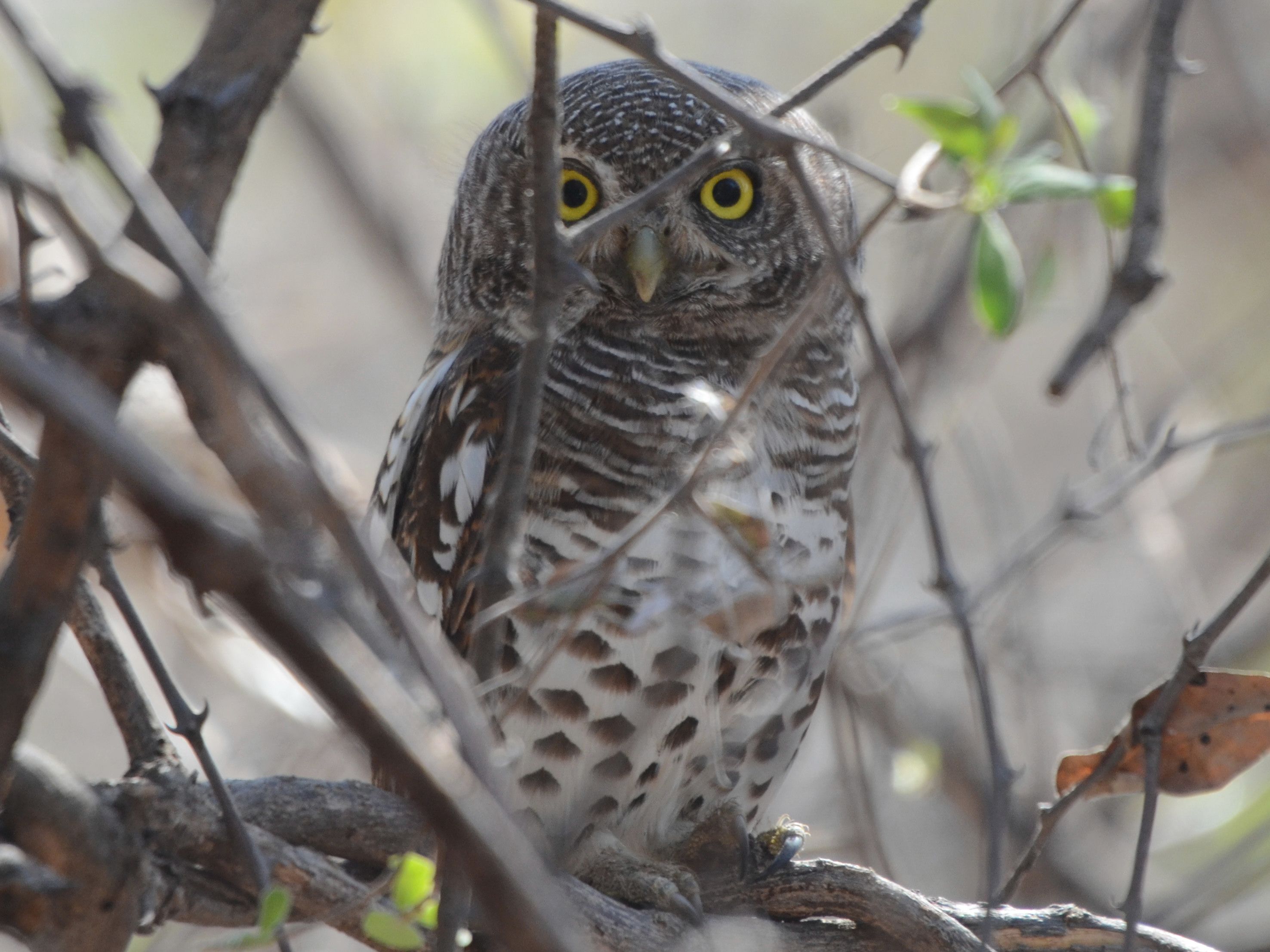 Click picture to see more African Barred Owlets.