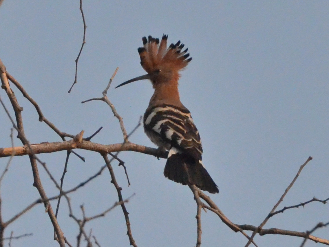 Click picture to see more African Hoopoes.