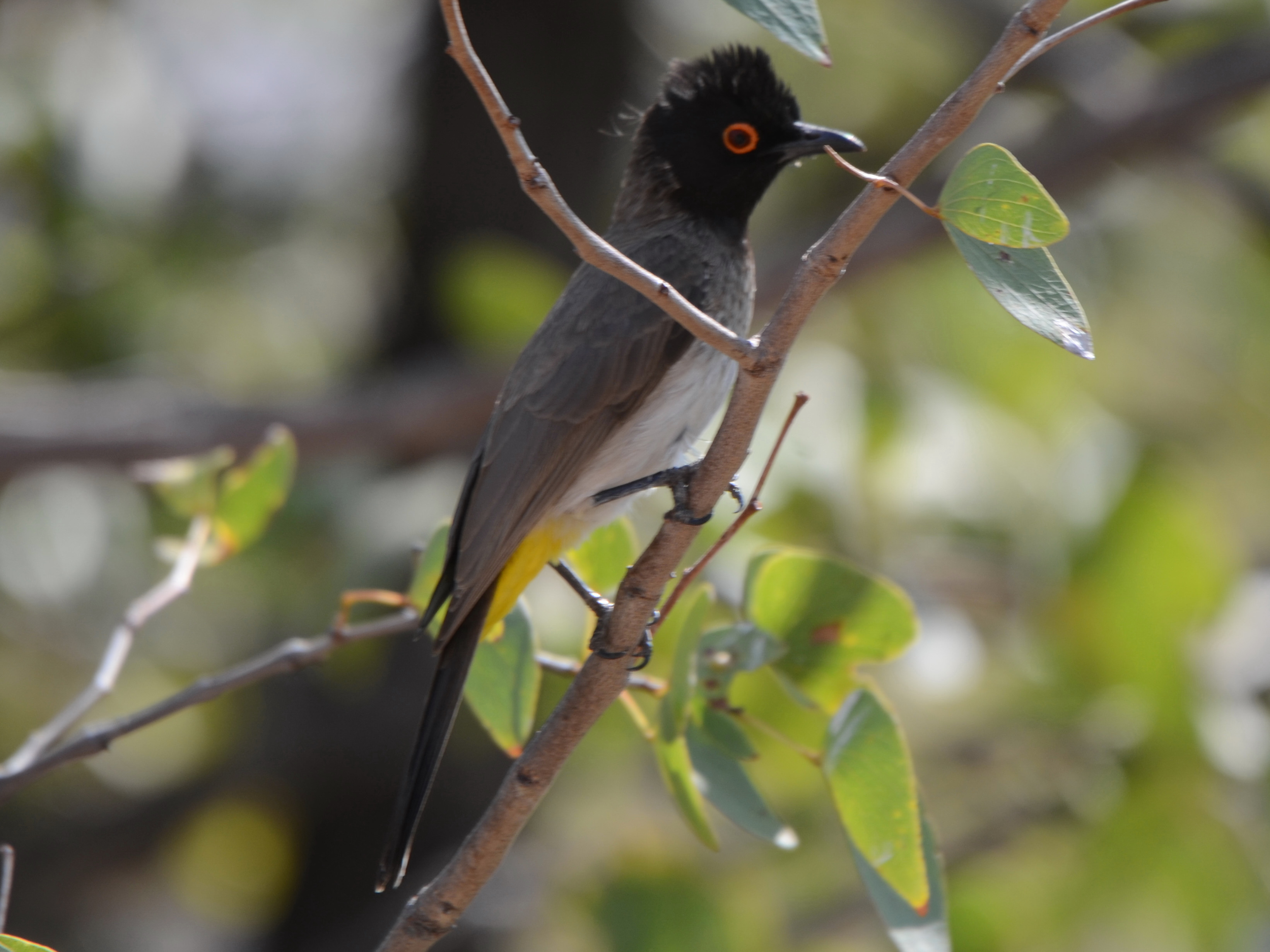 Click picture to see more African Red-eyed Bulbuls.