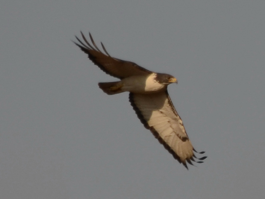 Click picture to see more Augur Buzzards.
