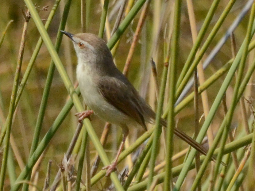 Click picture to see more Black-chested Prinias.