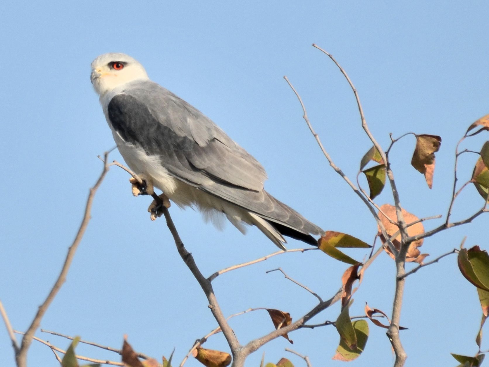 Click picture to see more Black-shouldered Kites.