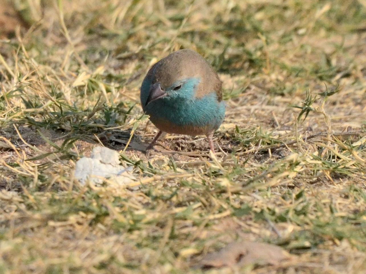Click picture to see more Blue Waxbills.