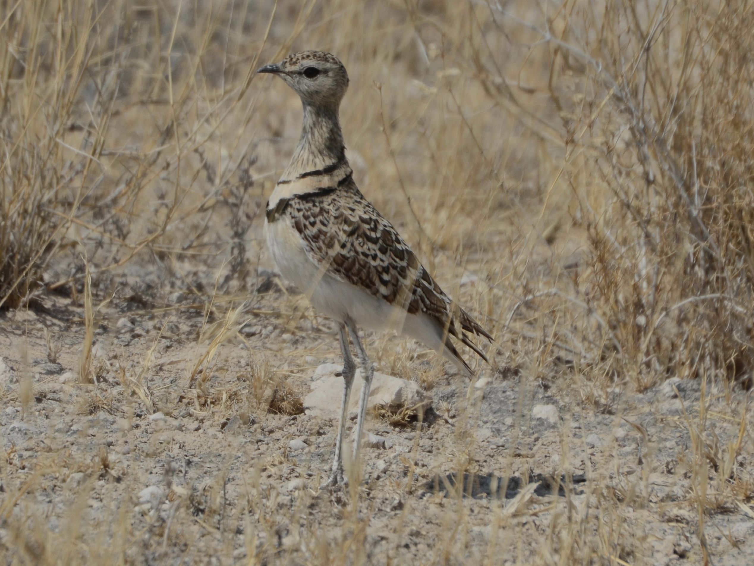 Click picture to see more Double-banded Coursers.