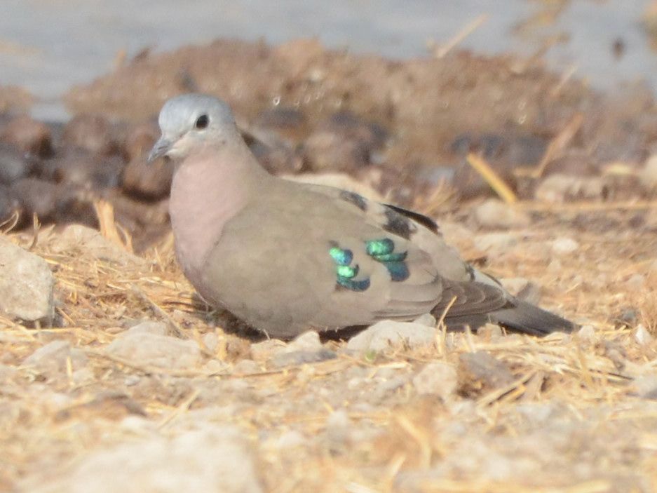 Click picture to see more Emerald-spotted Wood-Doves.