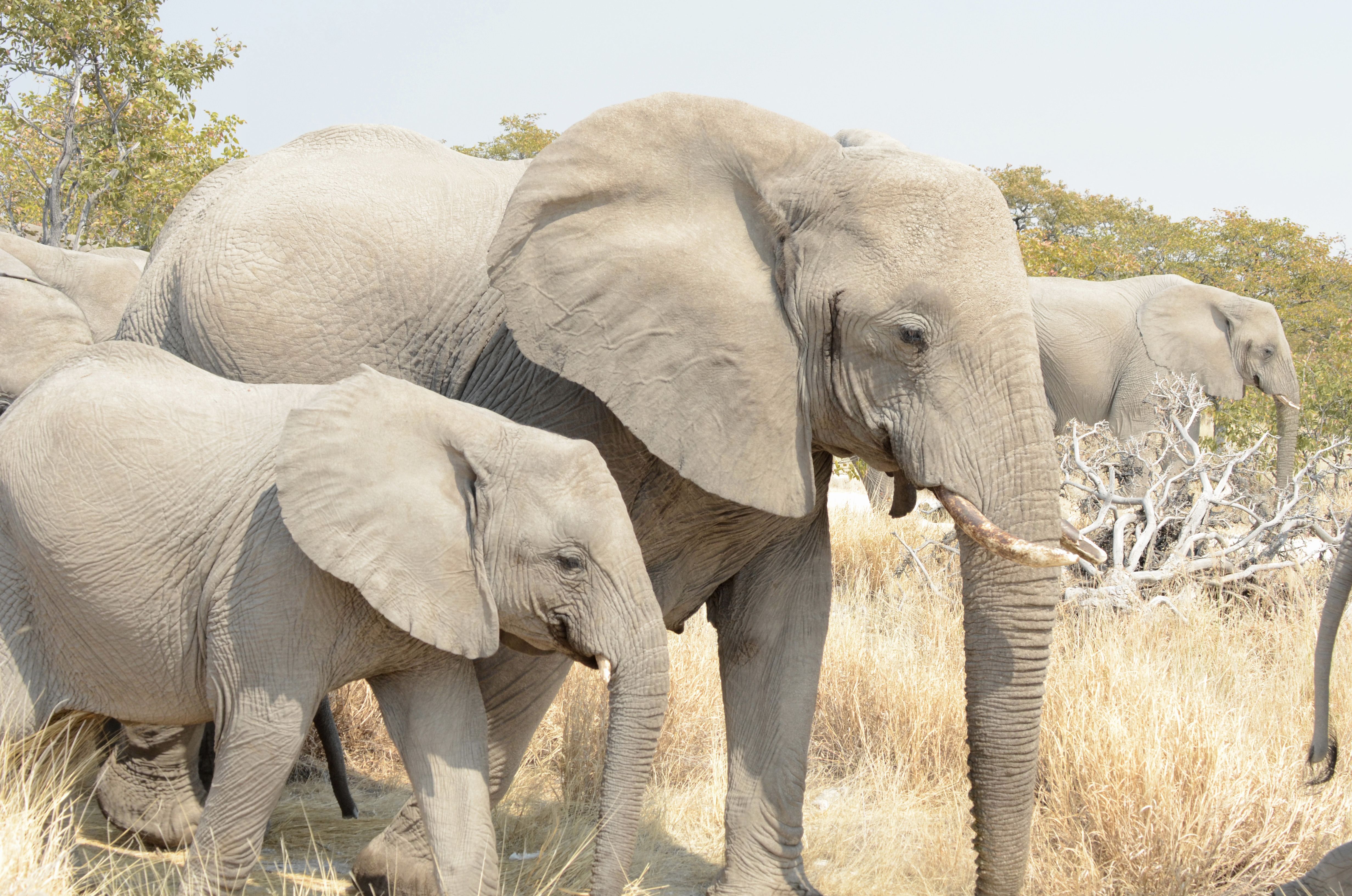 Click picture to see more African Elephants.