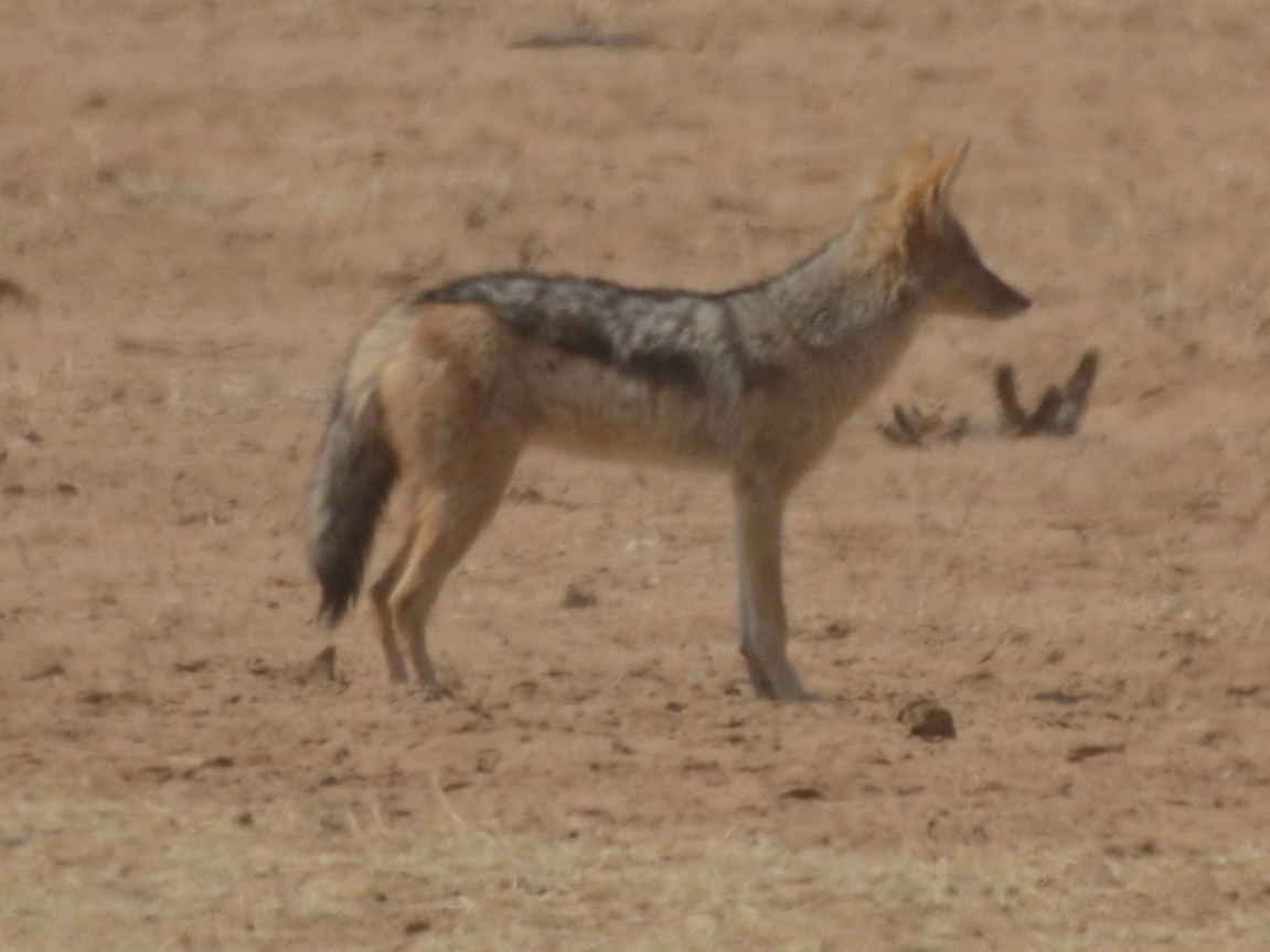 Click picture to see more Black-backed Jackals.