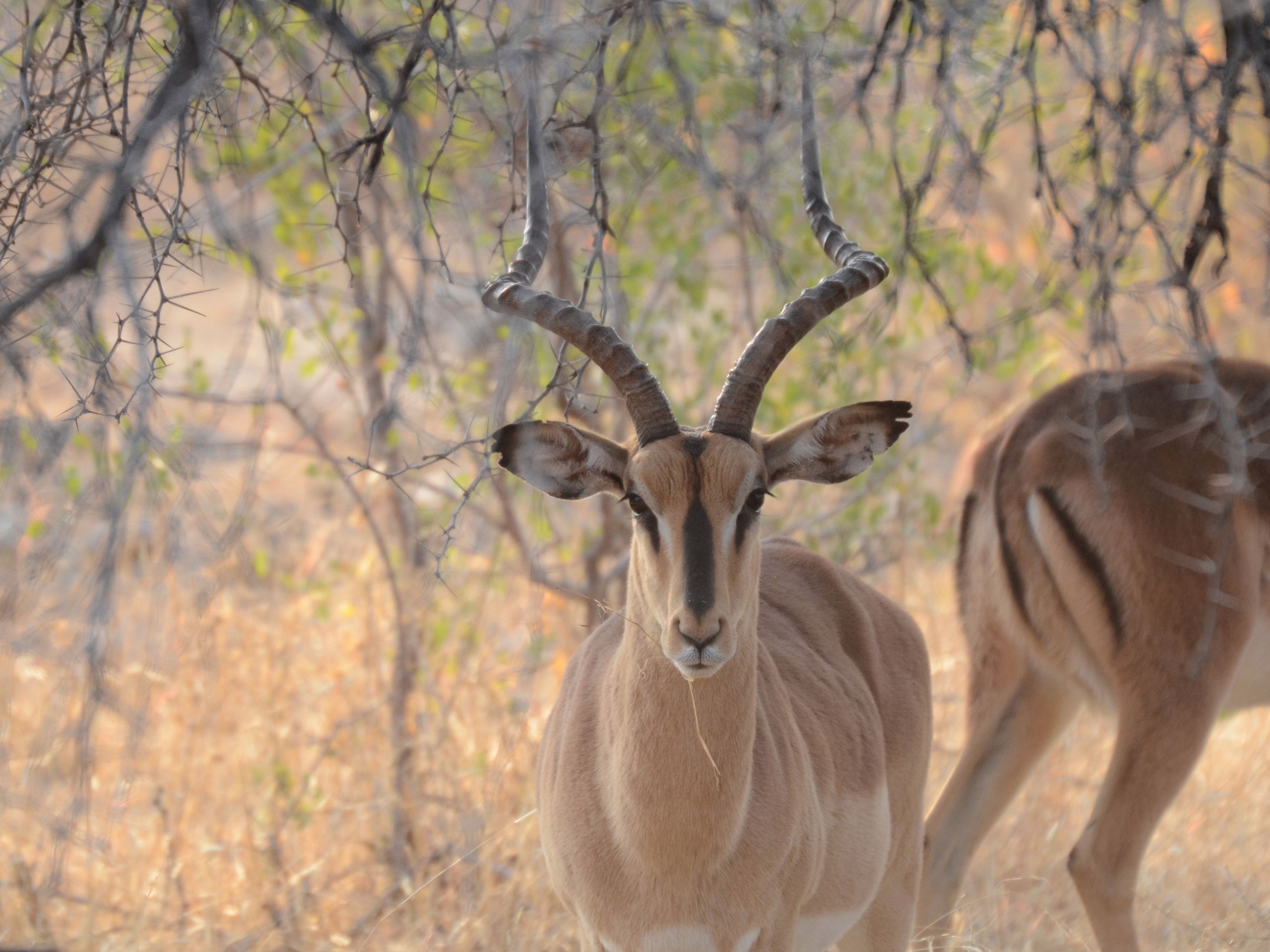Click picture to see more Black-faced Impalas.