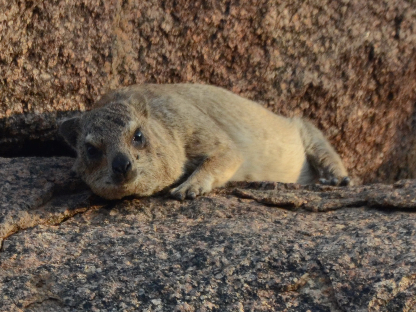 Click picture to see more of the Cape Rock Hyrax (Dassie).