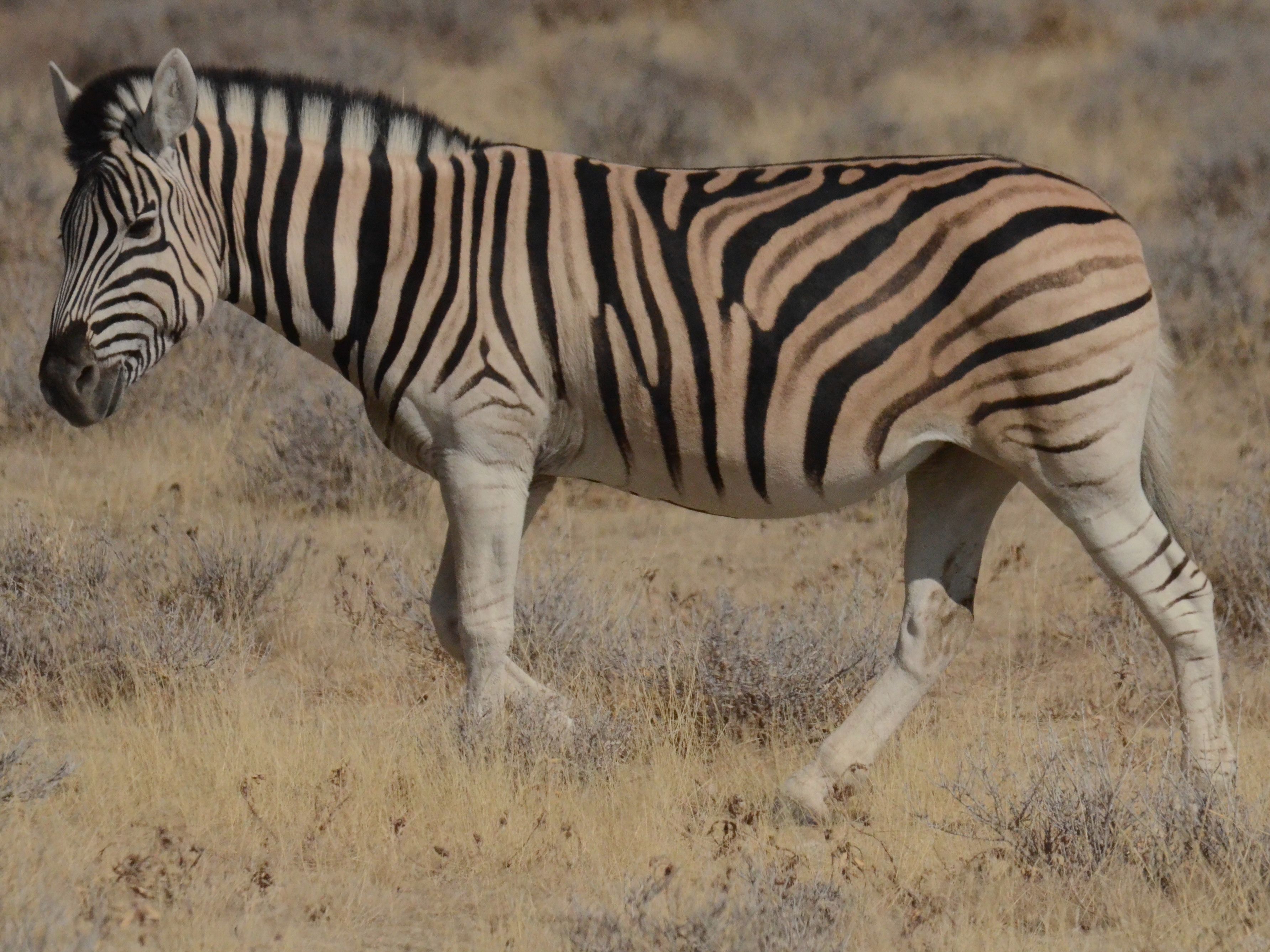 Click picture to see more Common (Burchell's) Zebras.