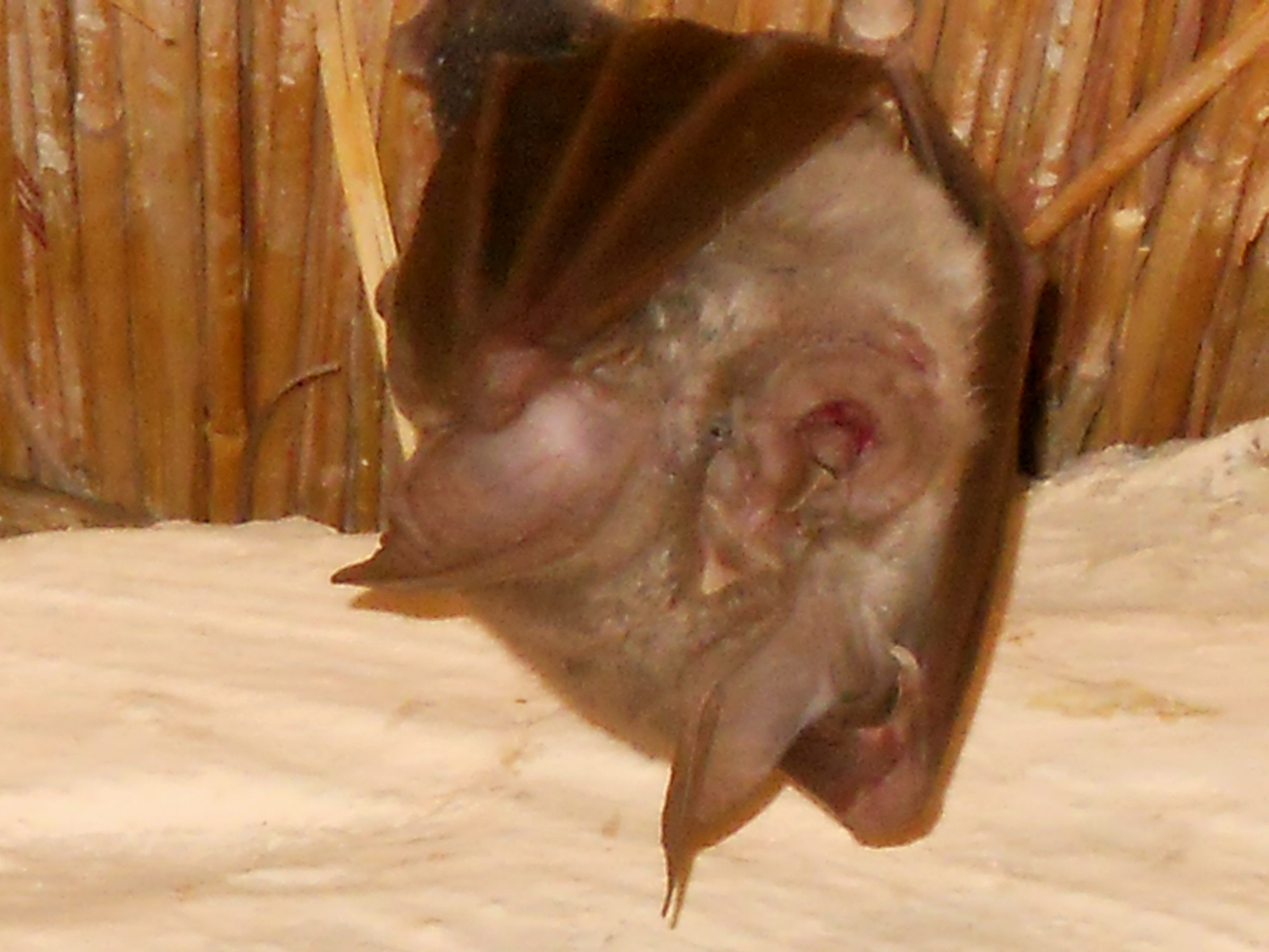 Click picture to see more Common Slit-faced Bats.